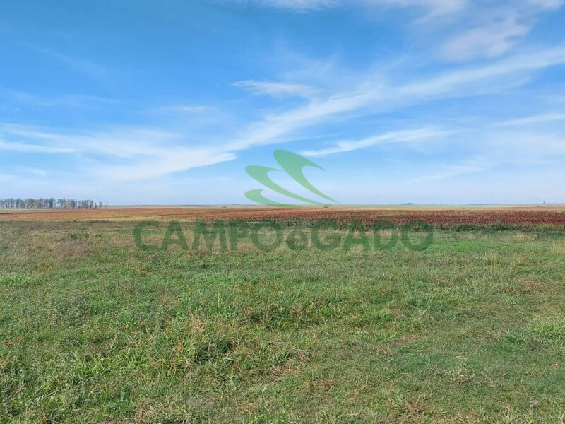 Fazenda com 2.220 hectares para Agropecuária no Uruguai